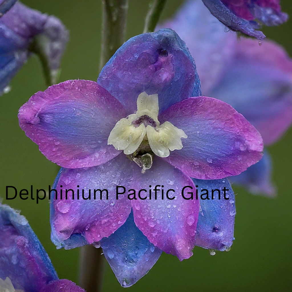 Delphinium Pacific Giant - Seeds, Species And Growth