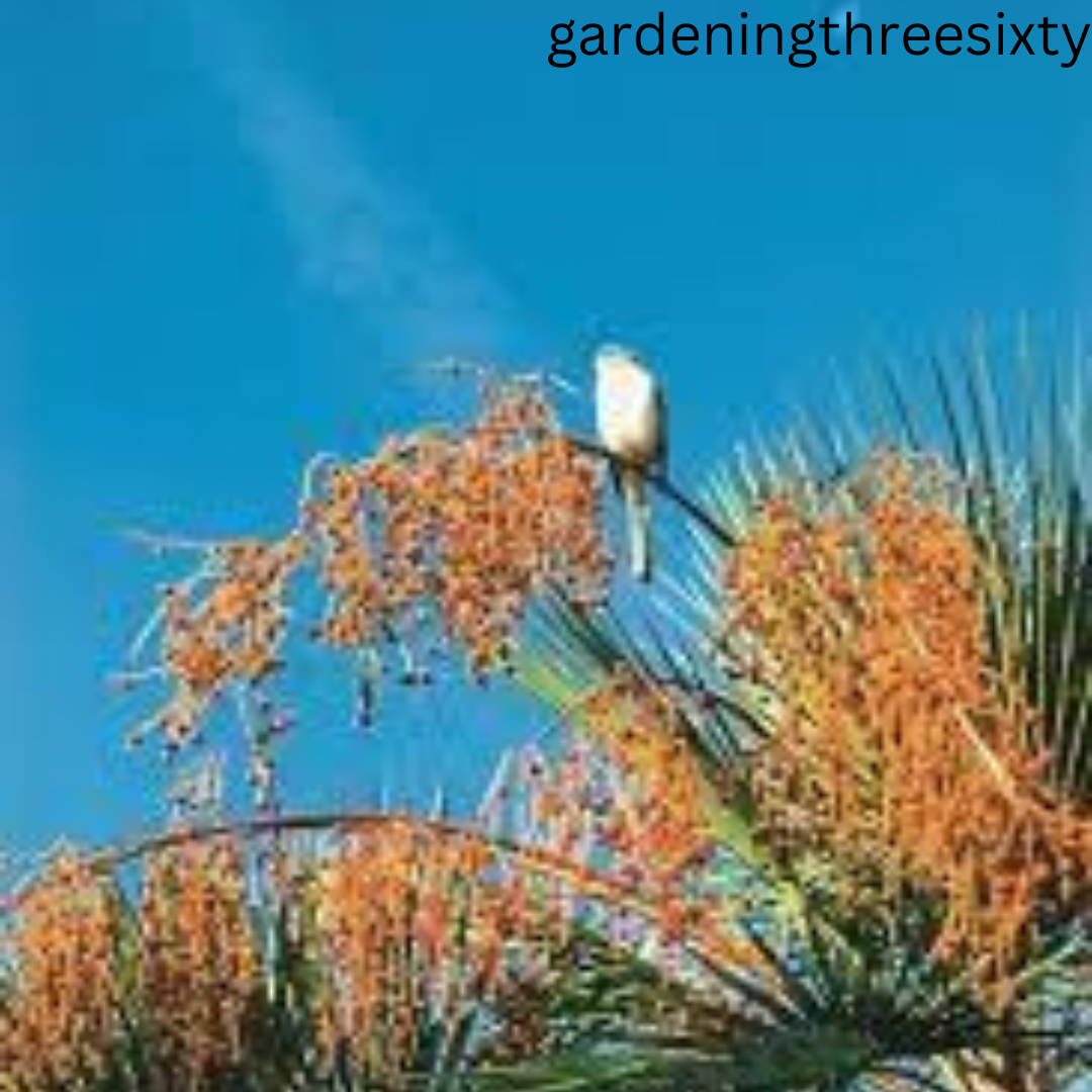 Florida Native Palm tree