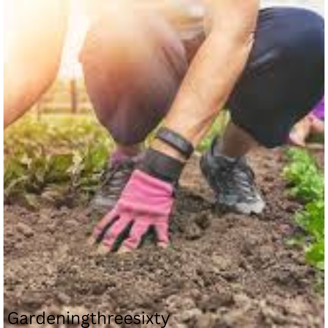 Best Soil for Herbs