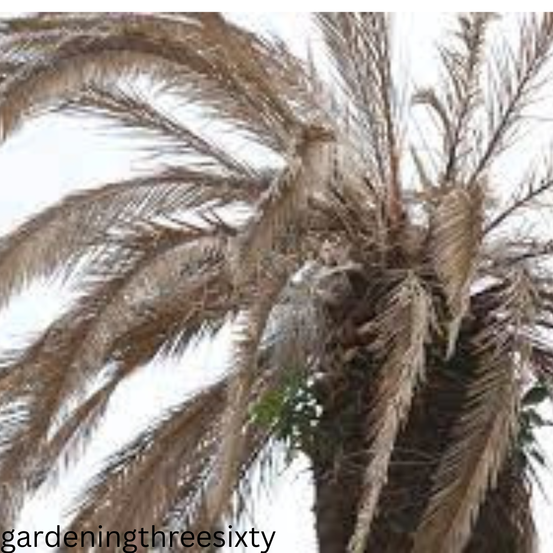 Florida Native Palm tree