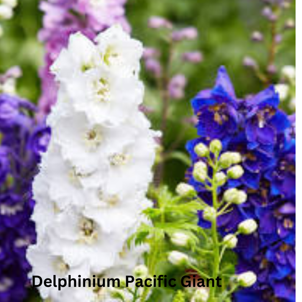 Delphinium Pacific Giant
