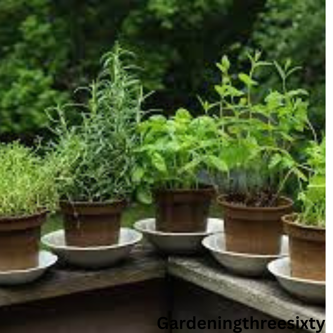 Best Soil for Herbs