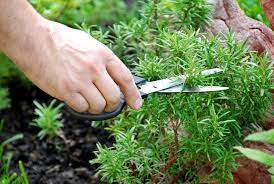 Best Soil for Herbs