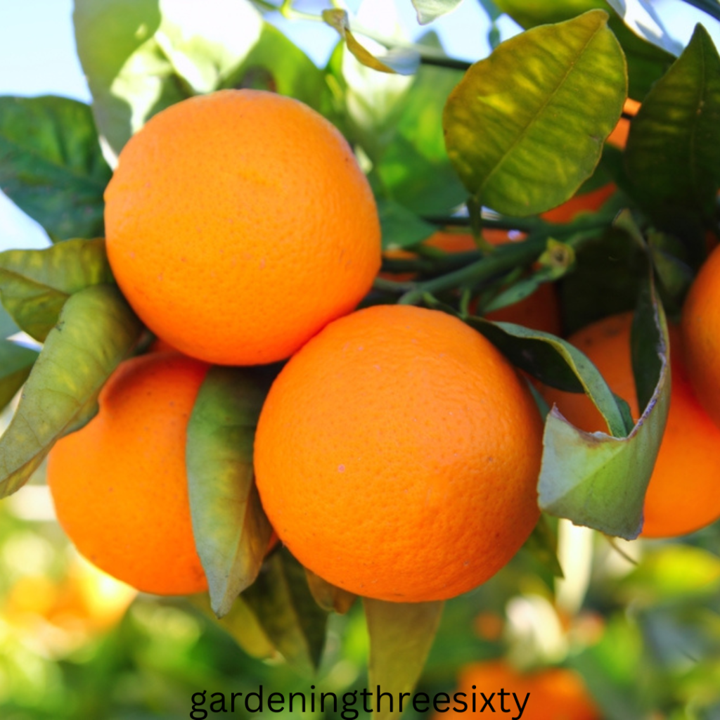 How To Grow an Orange Tree From an Orange 