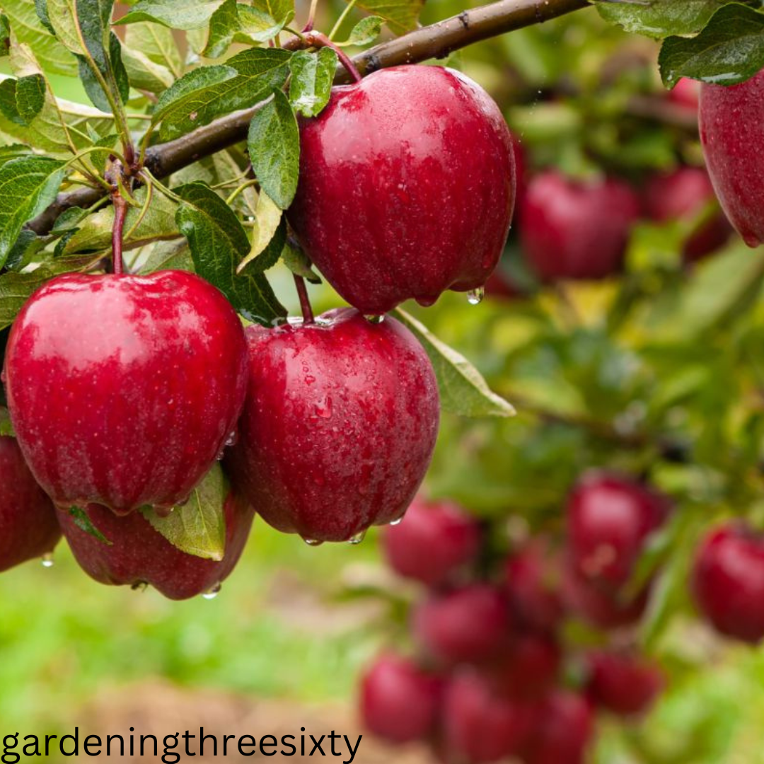 Evergreen fruit trees