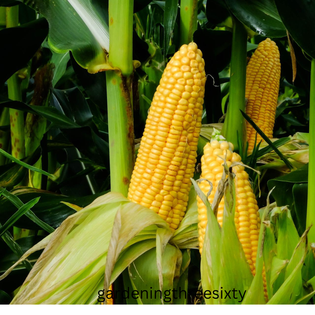 Can Diabetics Eat Corn?