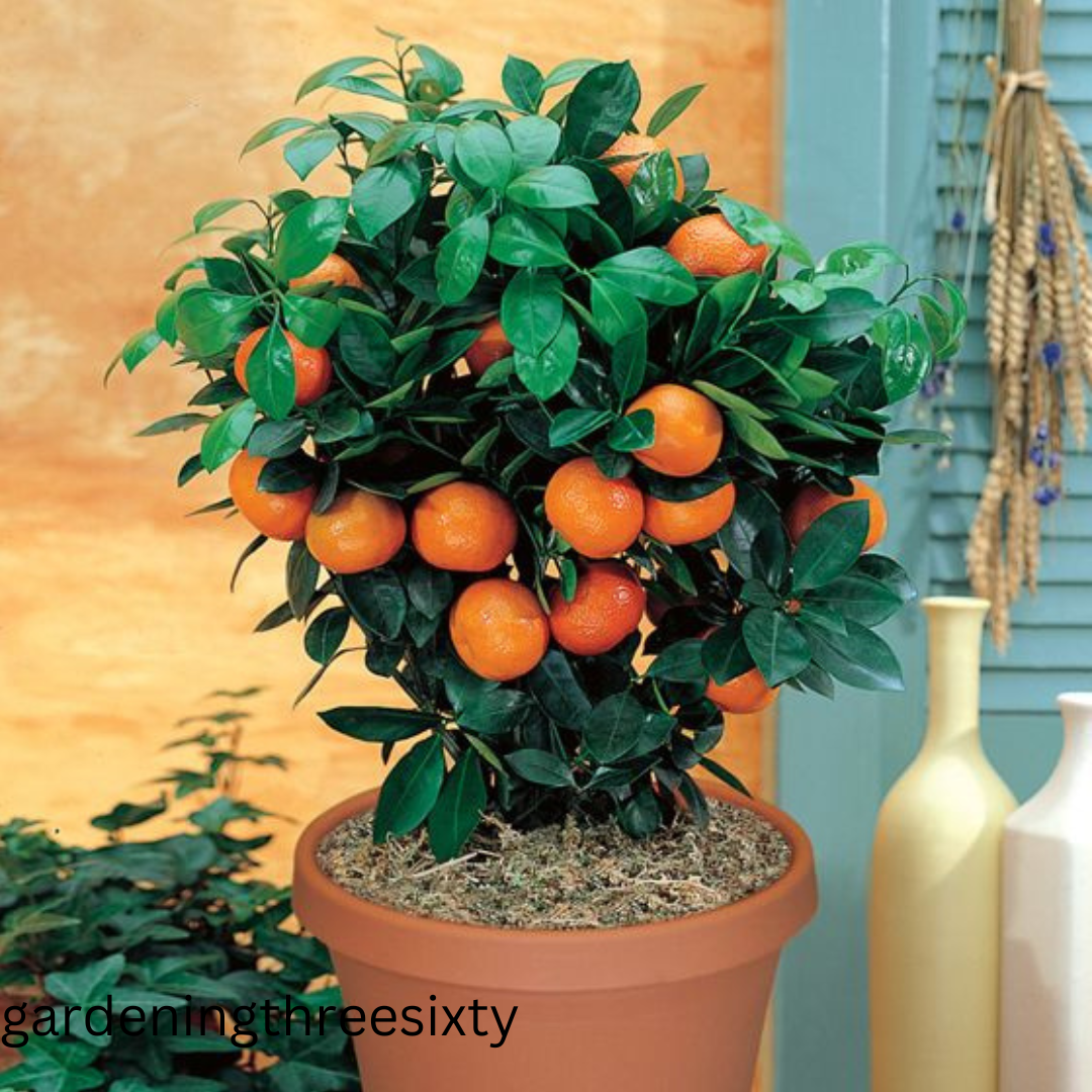 How To Grow an Orange Tree From an Orange 