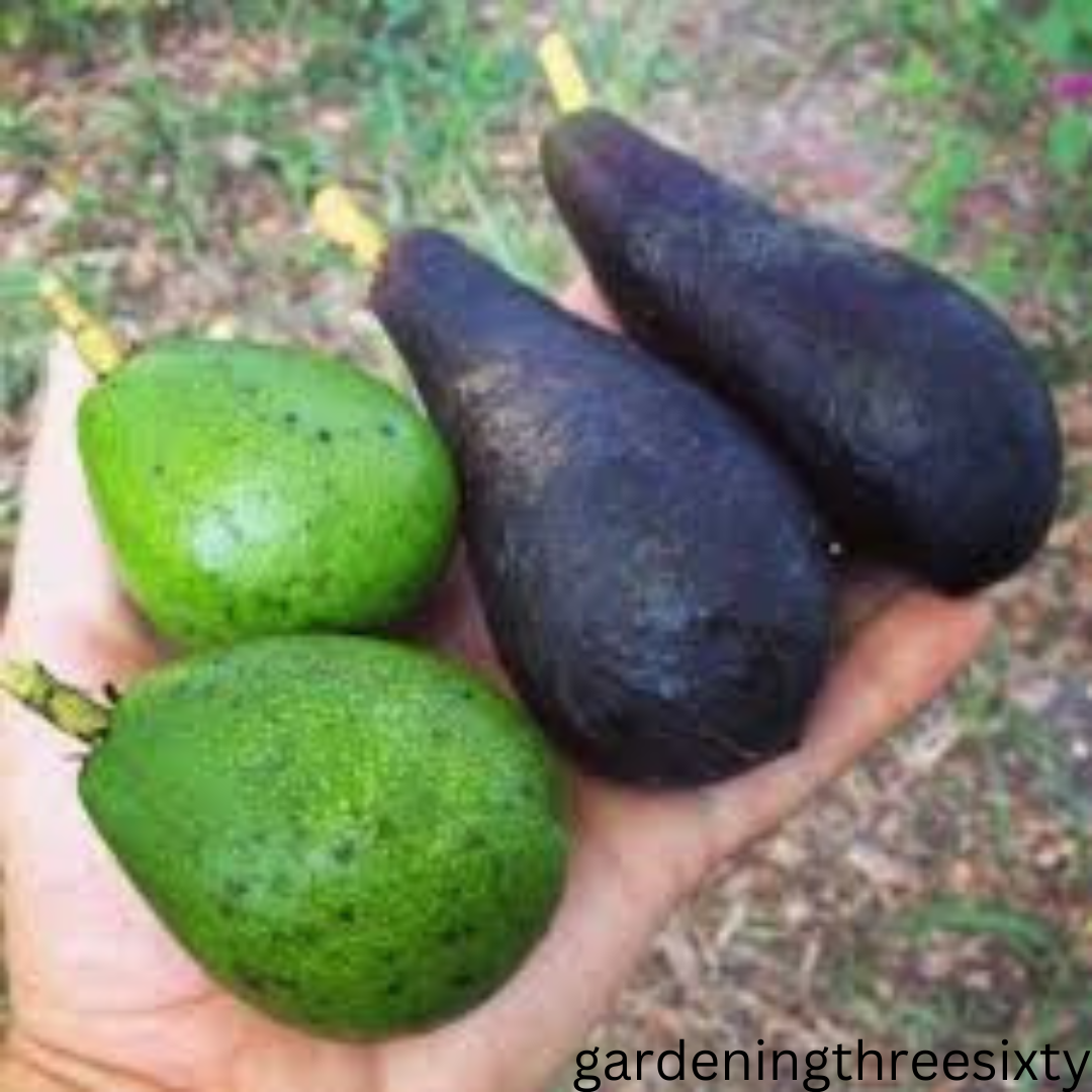 Cold hardy avocado trees