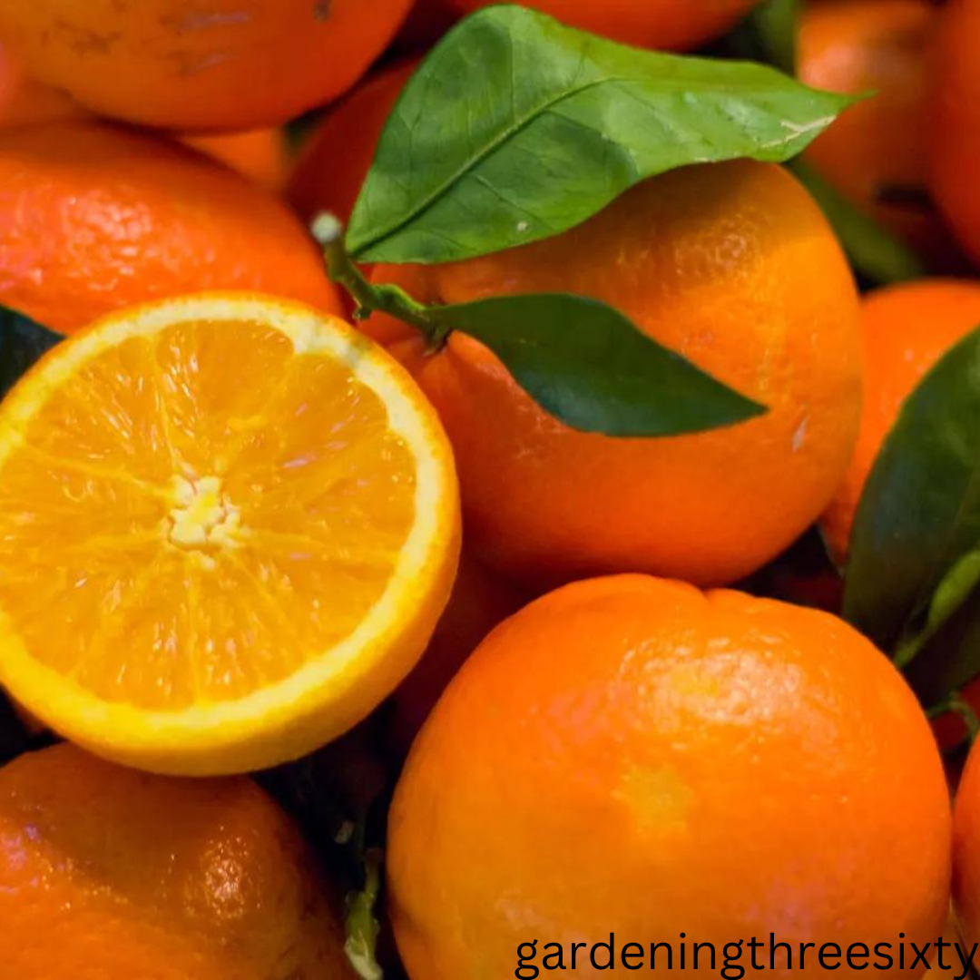 How To Grow an Orange Tree From an Orange
