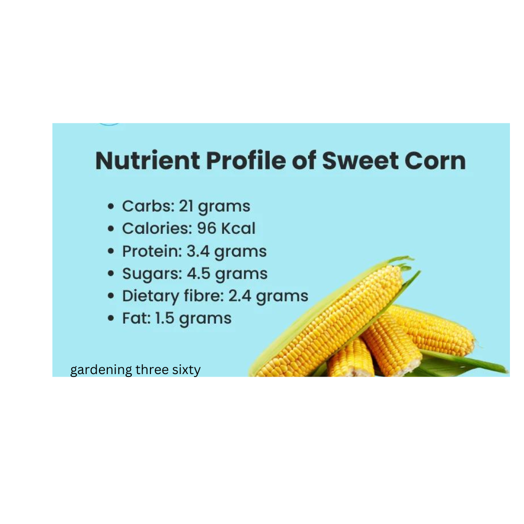 Can Diabetics Eat Corn?