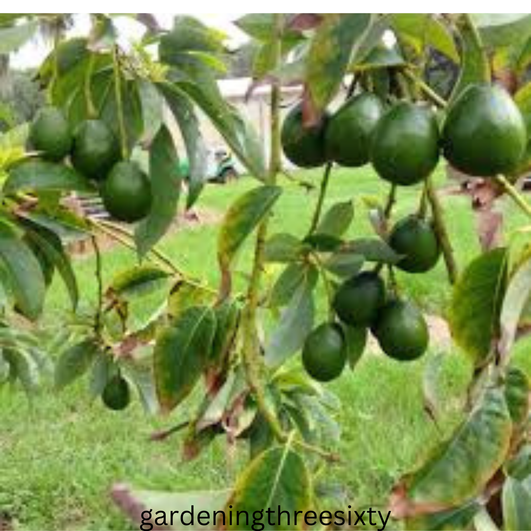 Cold hardy avocado trees