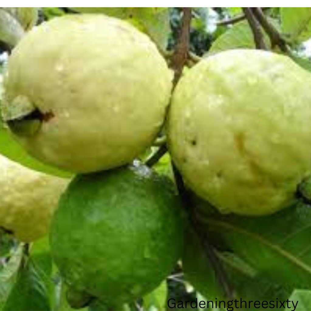 Guava Seed Germination