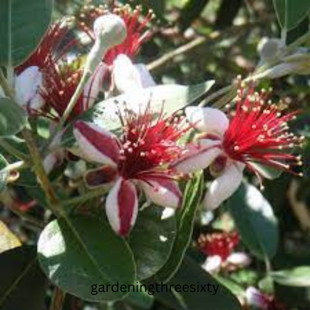 Guava Seed Germination