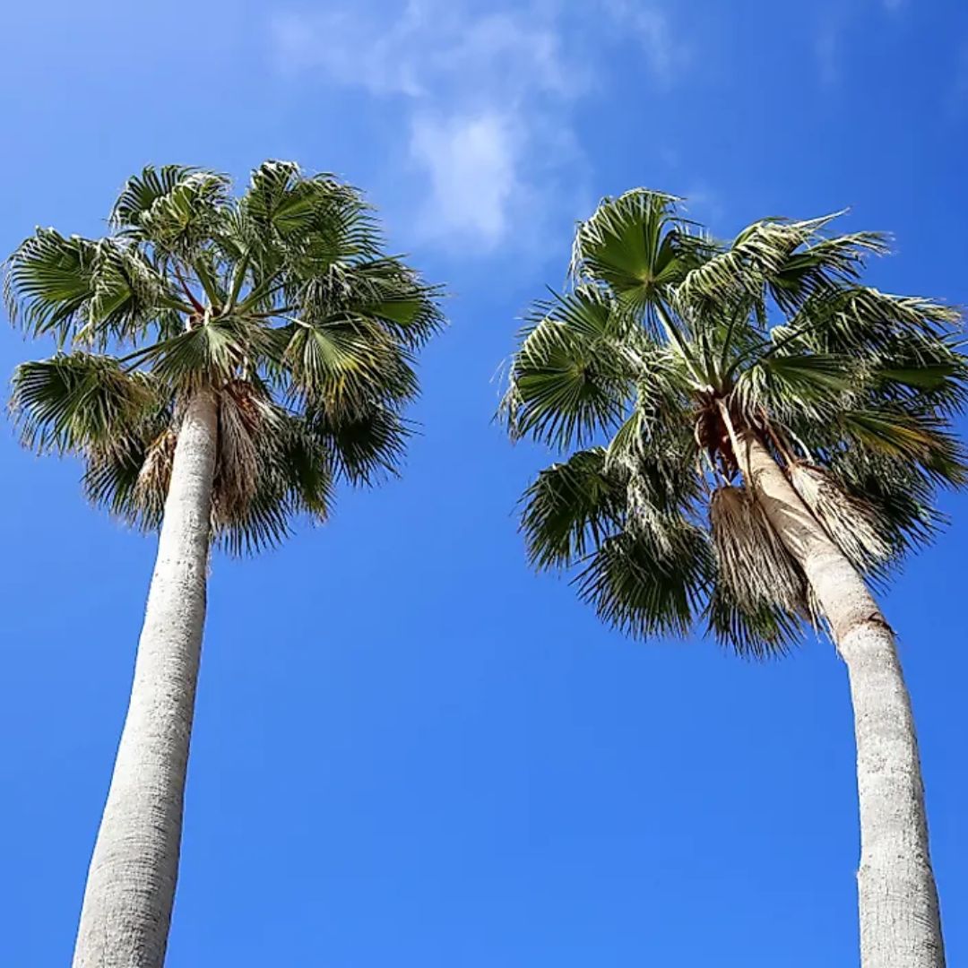 Florida Native Palm Trees
