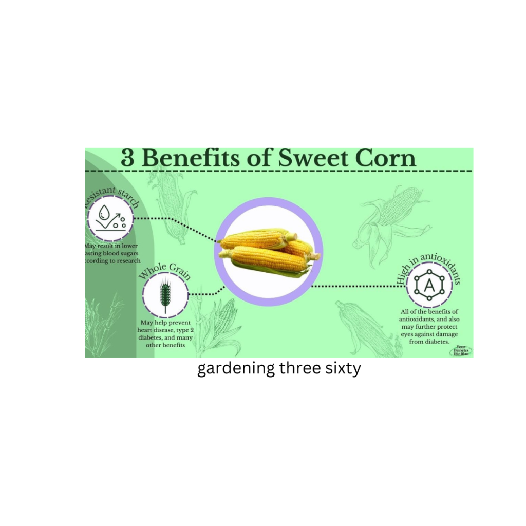 Can Diabetics Eat Corn?