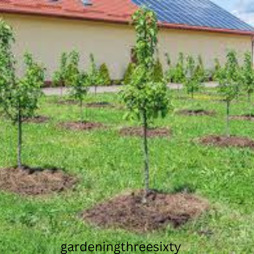 Evergreen fruit trees