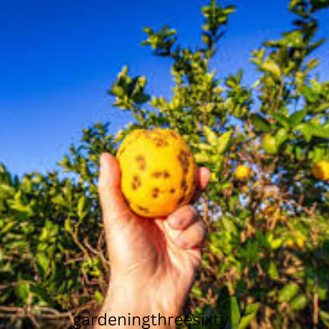 How To Grow an Orange Tree From an Orange 