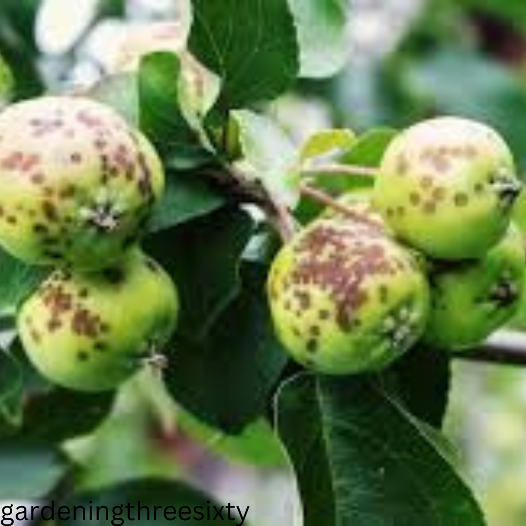 Evergreen fruit trees