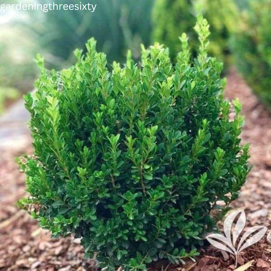 Baby Jade Boxwood