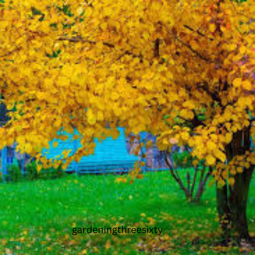 Trees with Yellow Trees