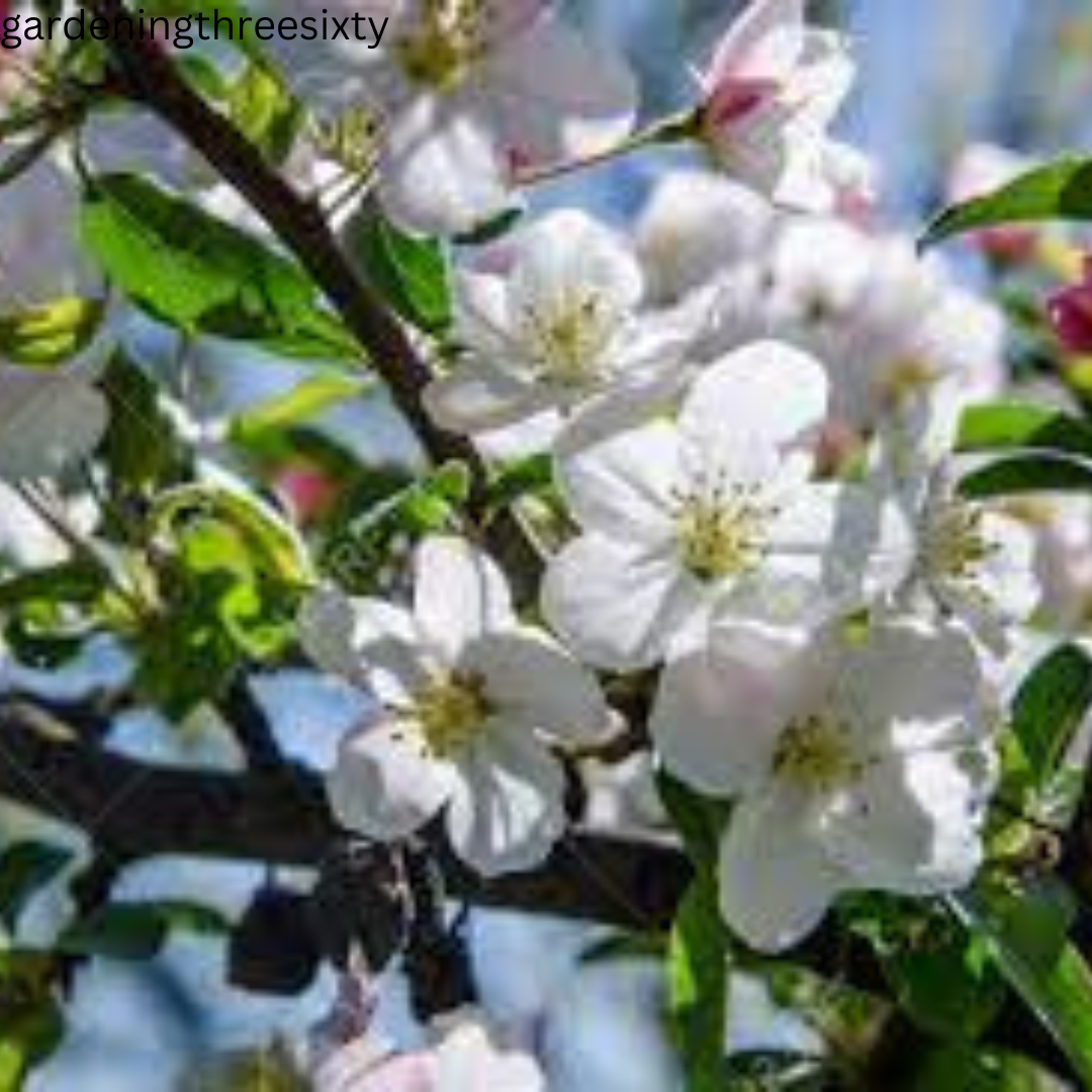 Spraying Fruit Trees