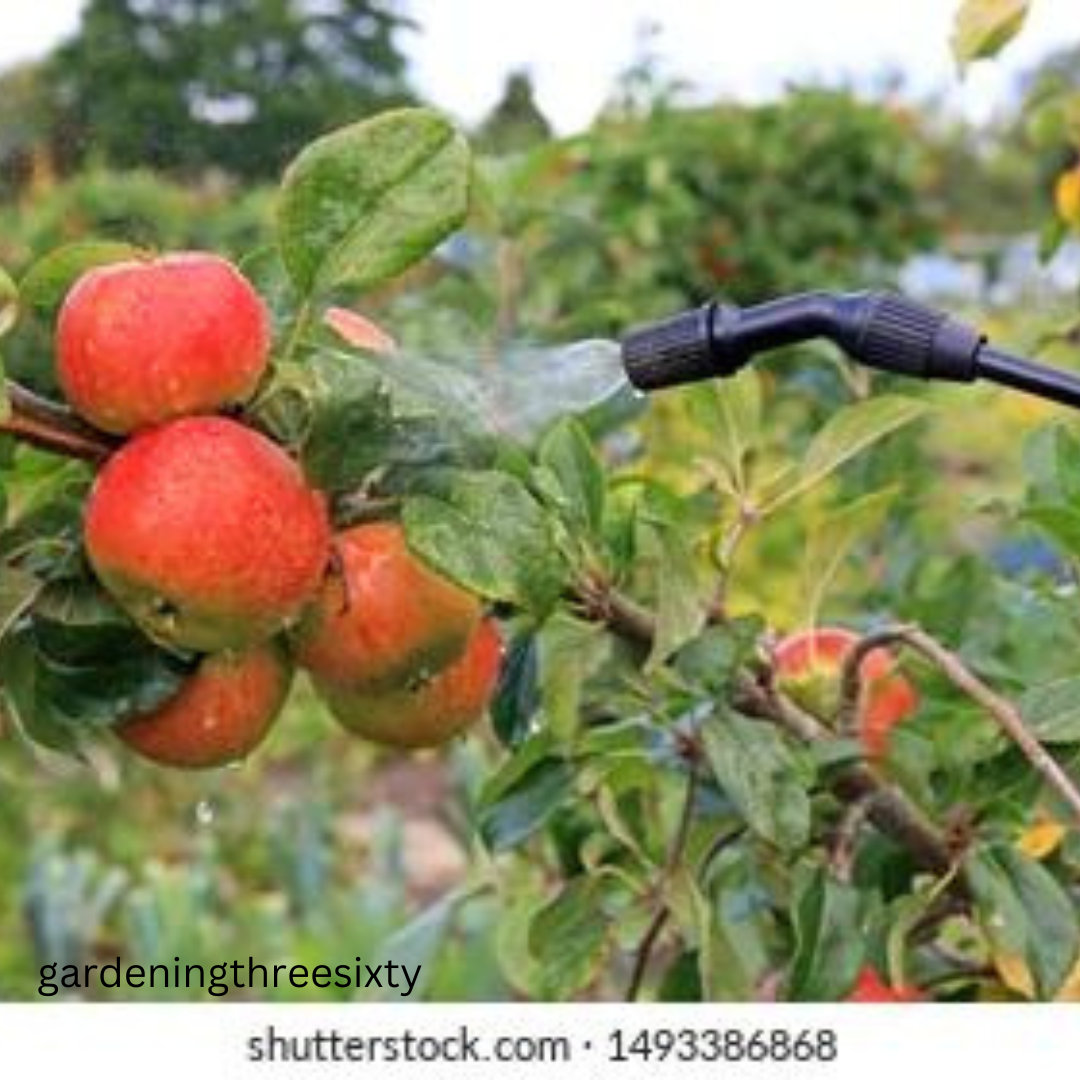 Spraying Fruit Trees