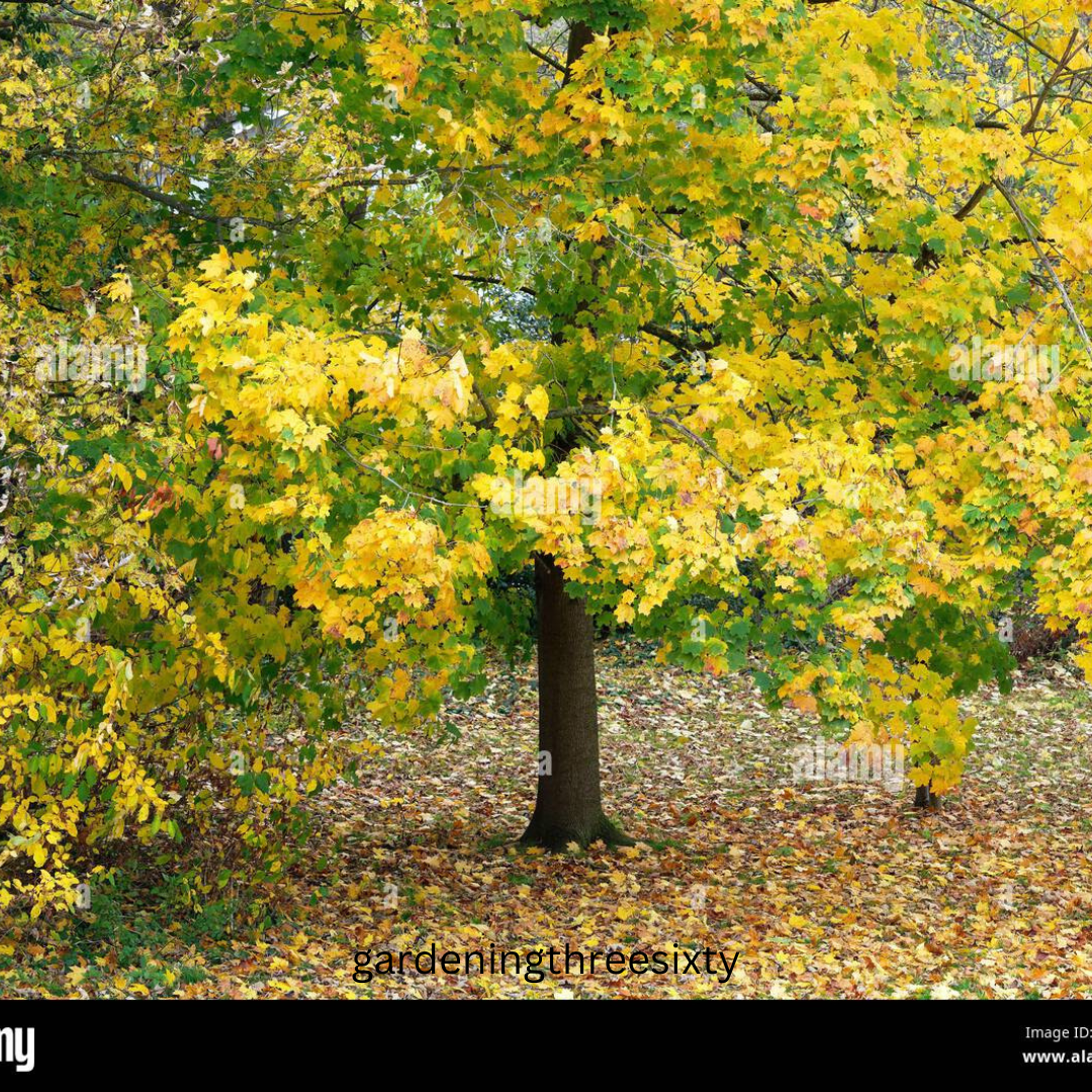Trees with Yellow Leaves