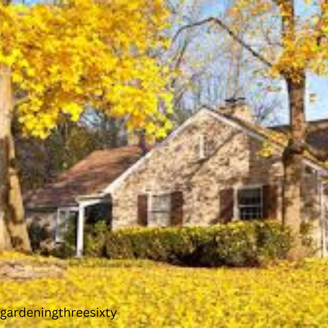 Trees with Yellow Leaves