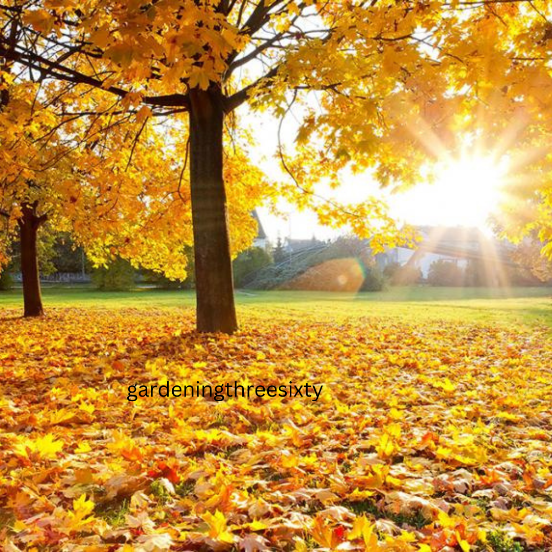 Trees with Yellow Leaves