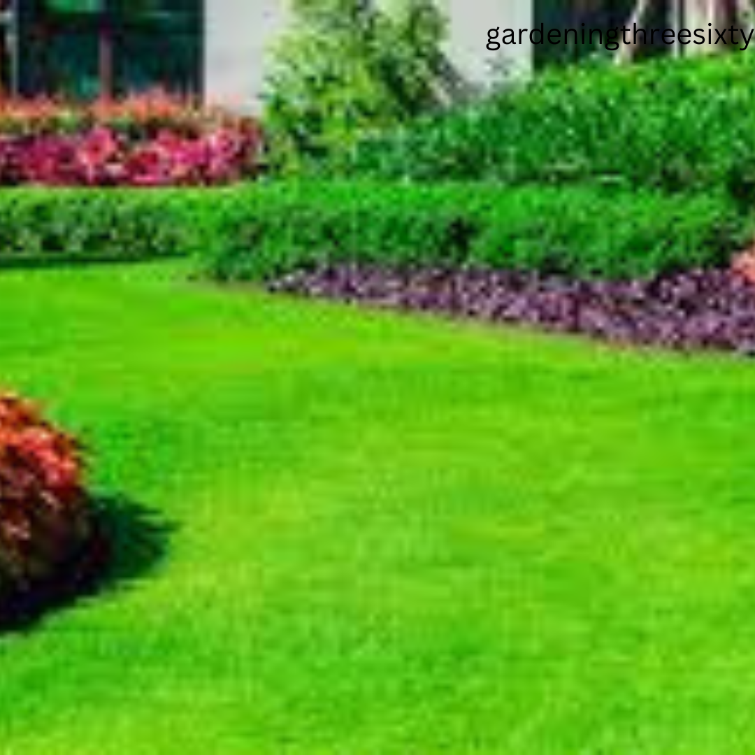 Best Grass Seed for Florida