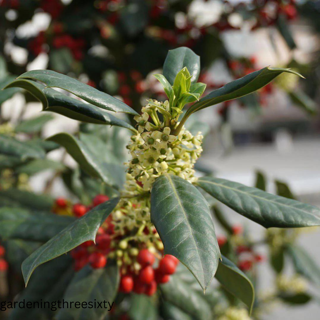 Christmas Jewel Holly