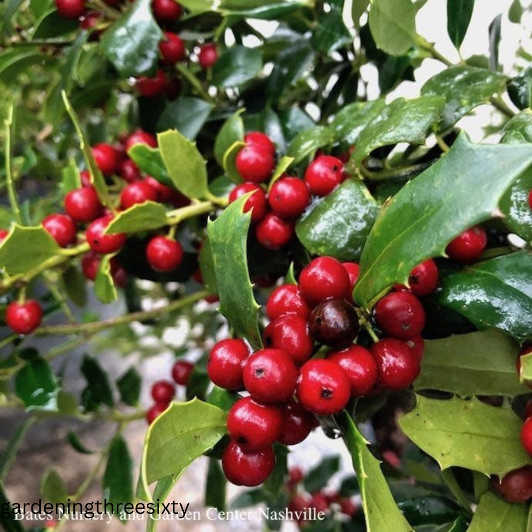 Christmas Jewel Holly