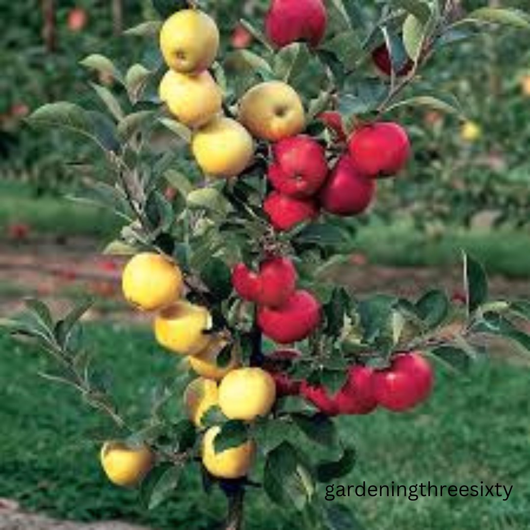 Multi Grafted Fruit Trees