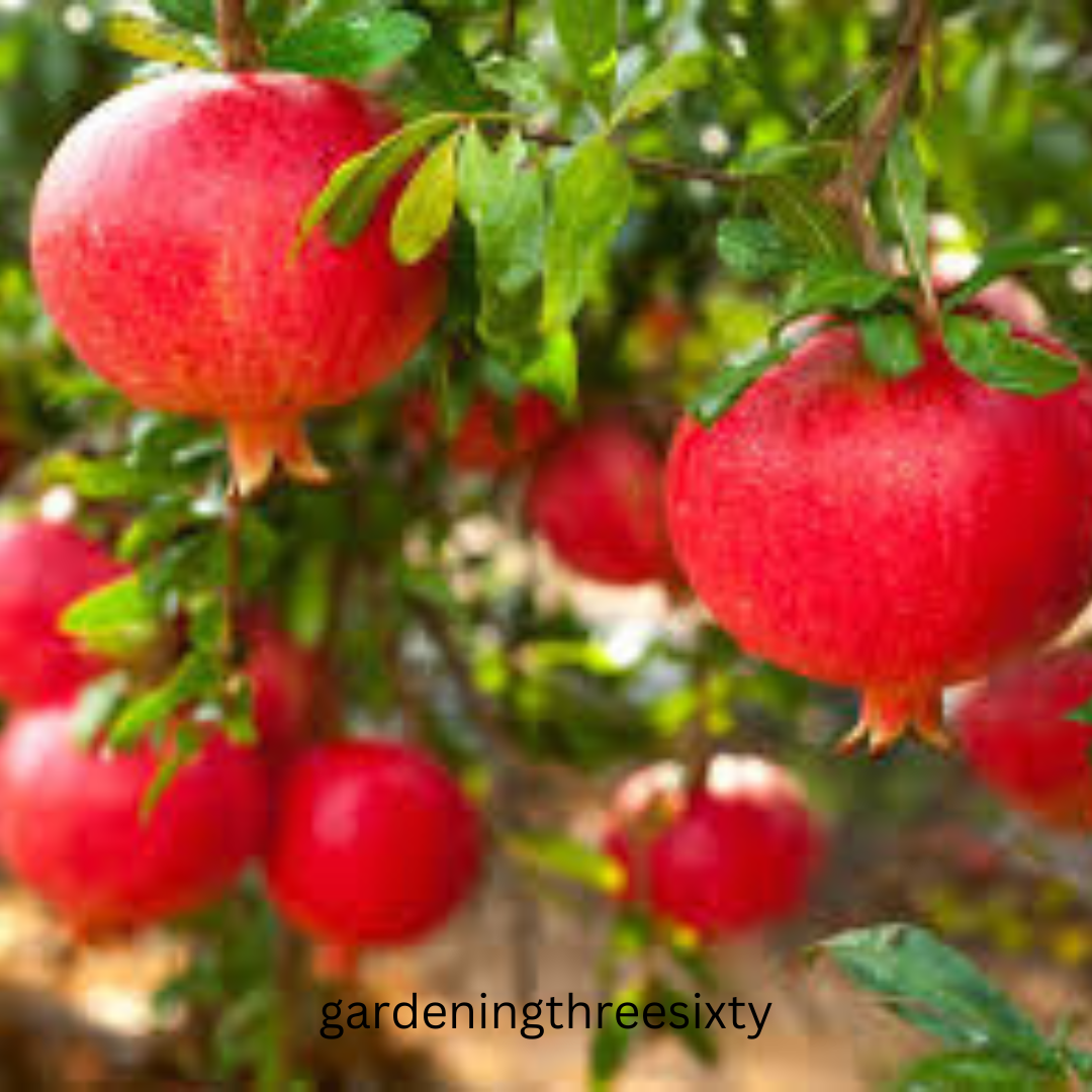 Varieties of Pomegranate Tree