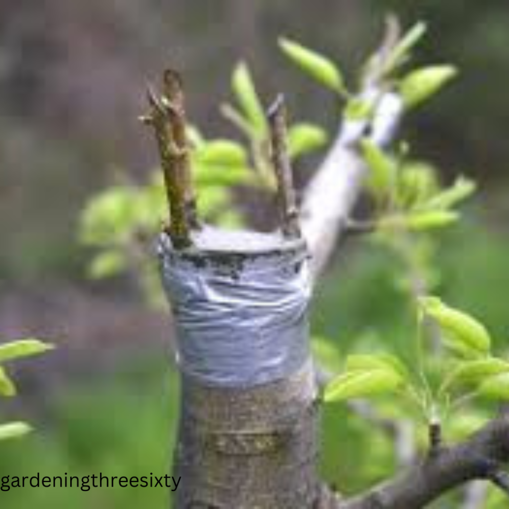 Multi Grafted Fruit Trees