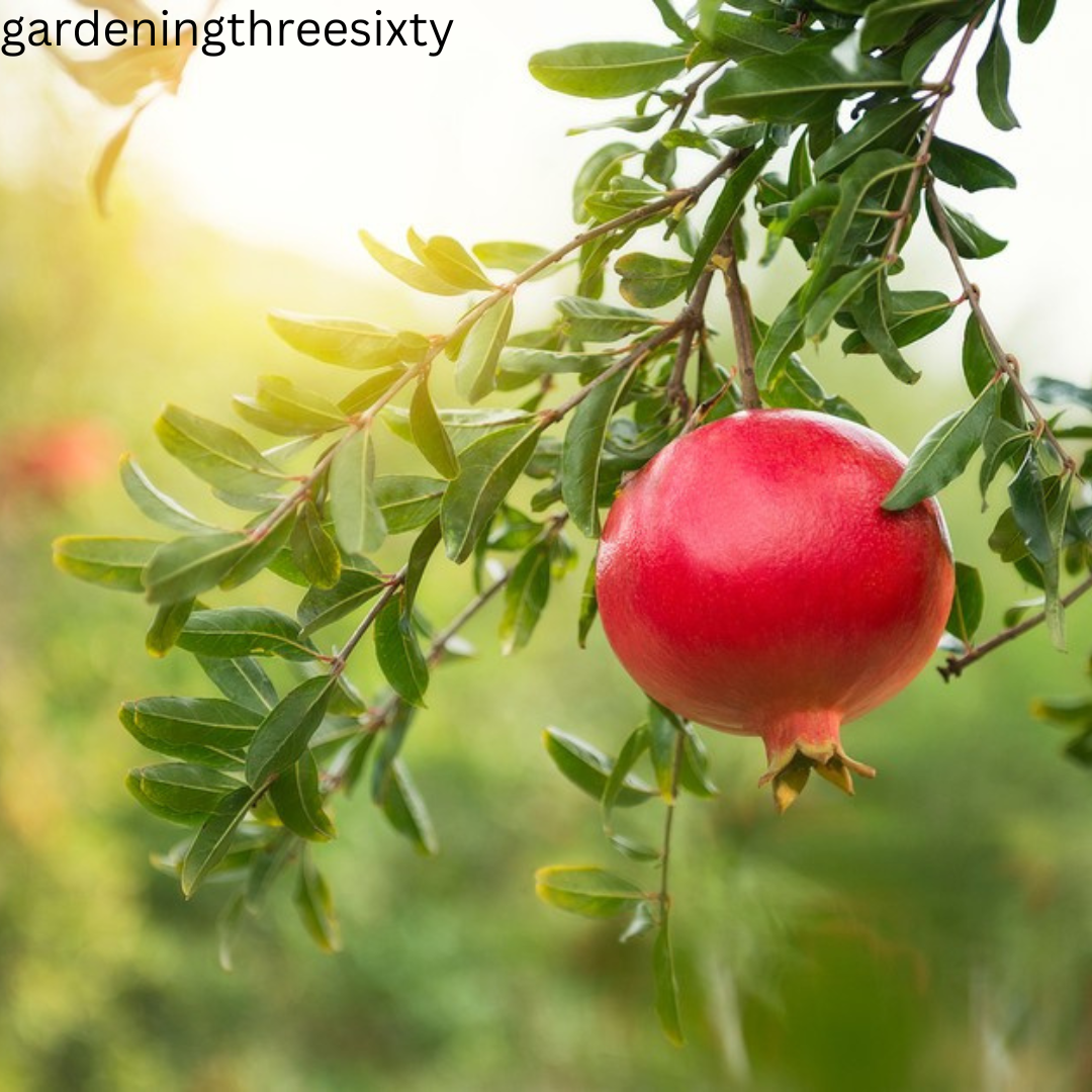 Varieties of Pomegranate Tree