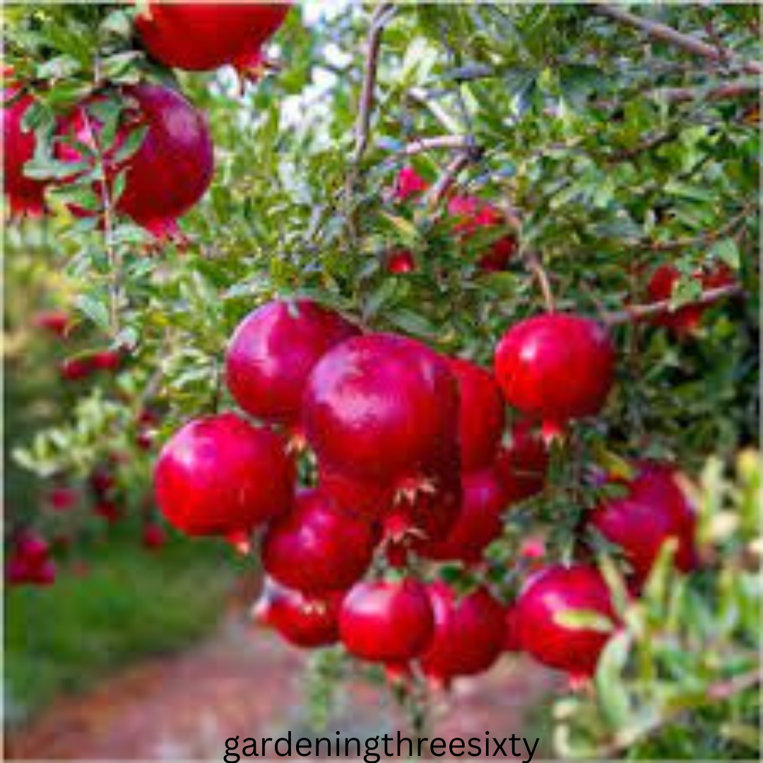 Varieties of Pomegranate Tree