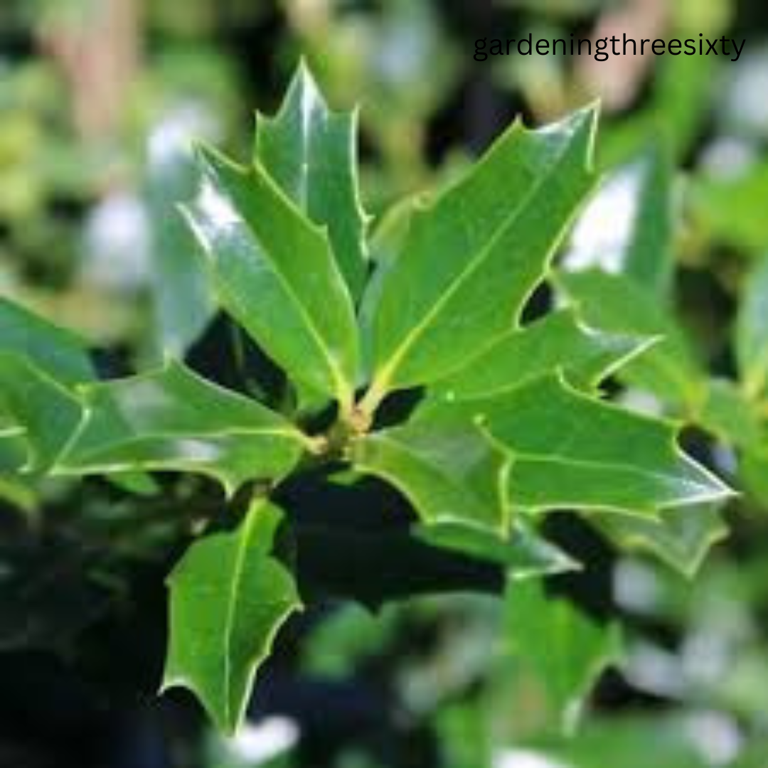 Christmas Jewel Holly