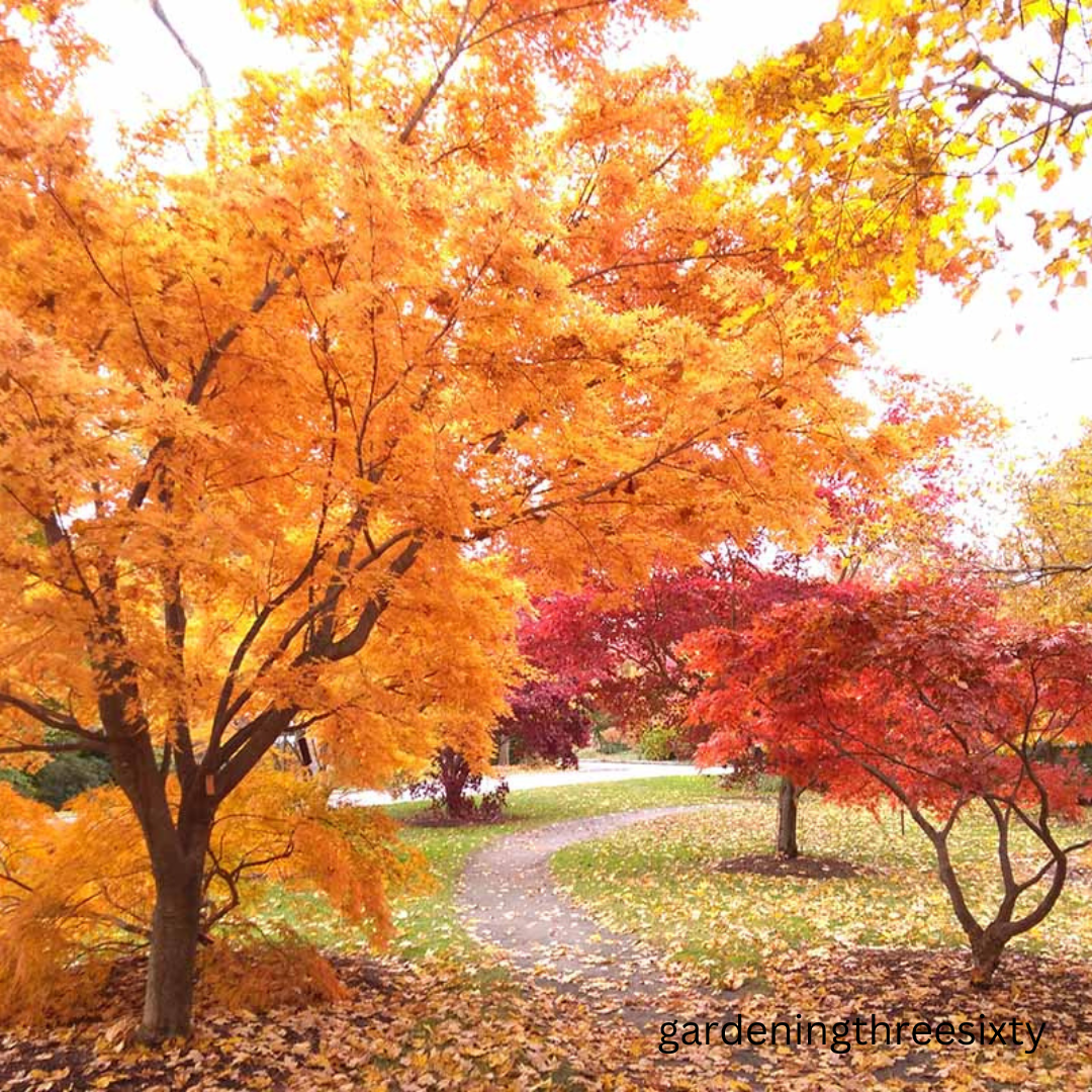 Trees with Yellow Leaves