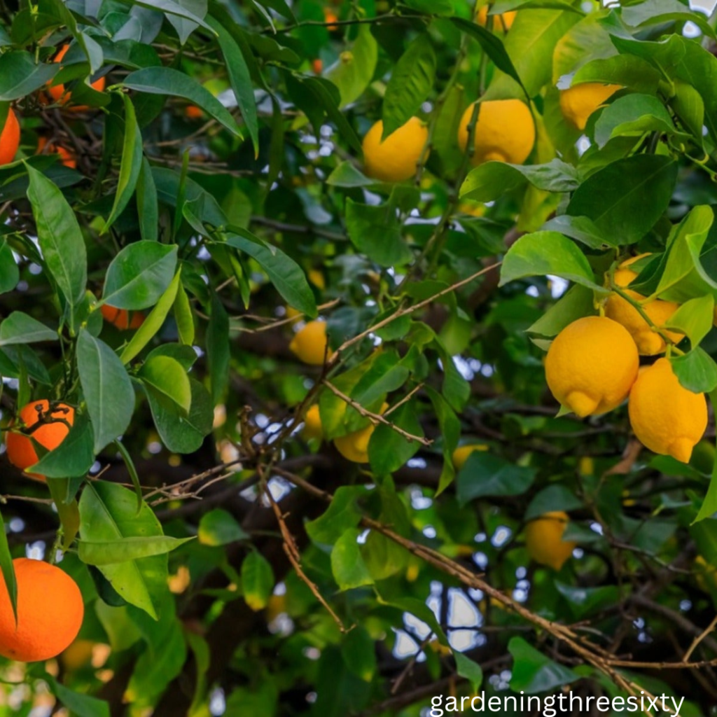 Multi Grafted Fruit Trees