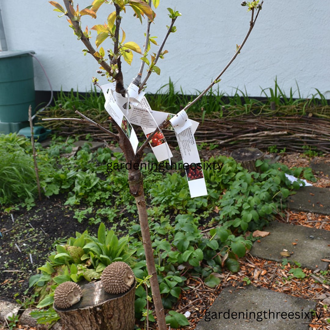 Multi Grafted Fruit Trees