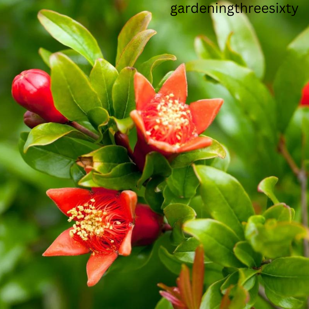 Varieties of Pomegranate Tree