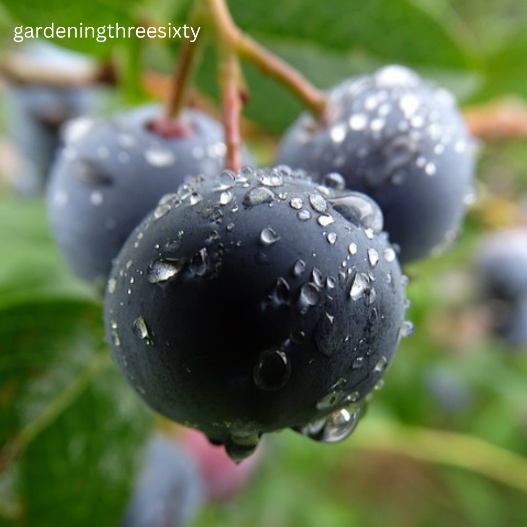 Planting Berries