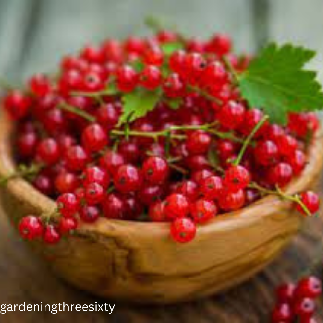 Planting Berries