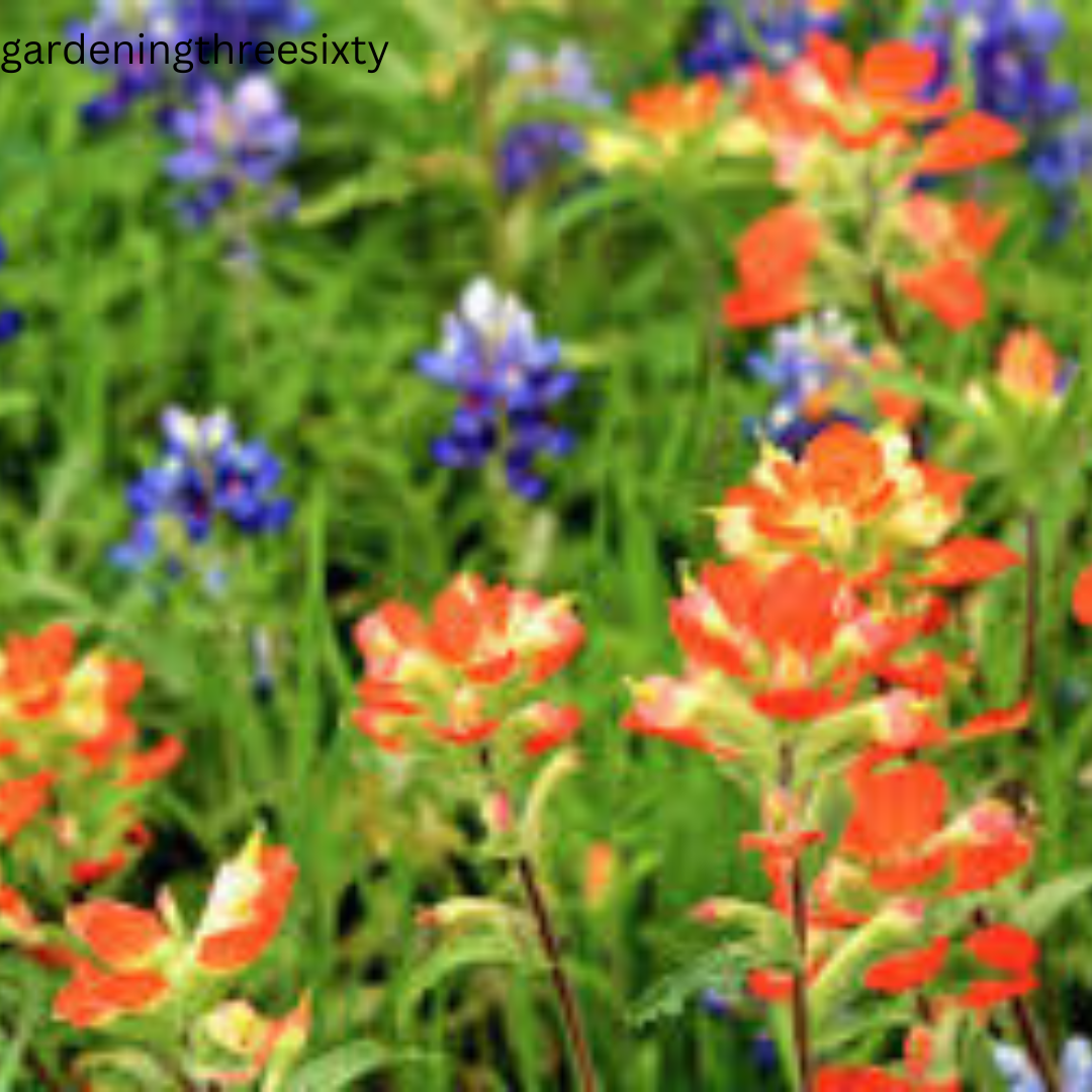 Texas Wildflower Seeds